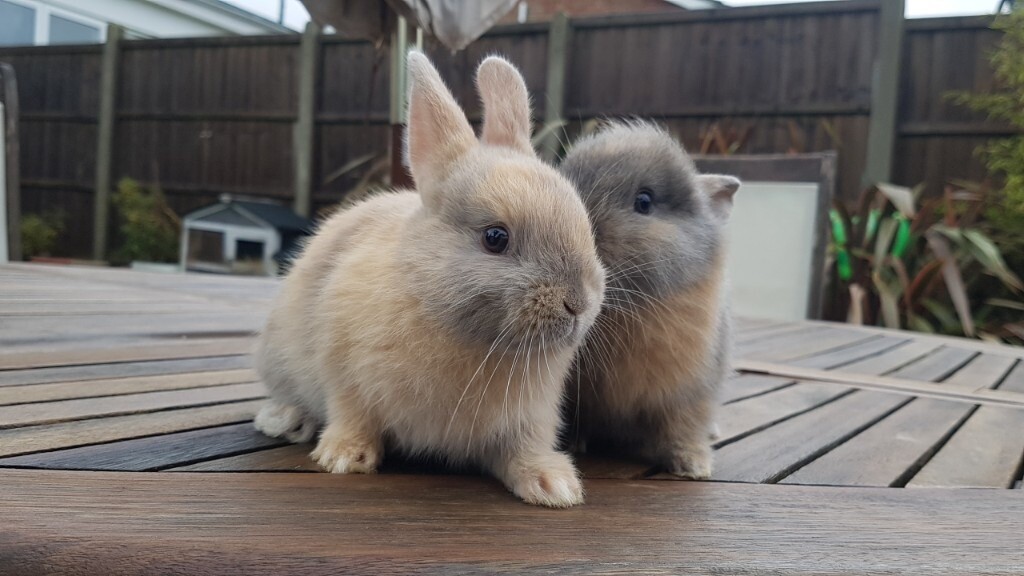 gumtree netherland dwarf